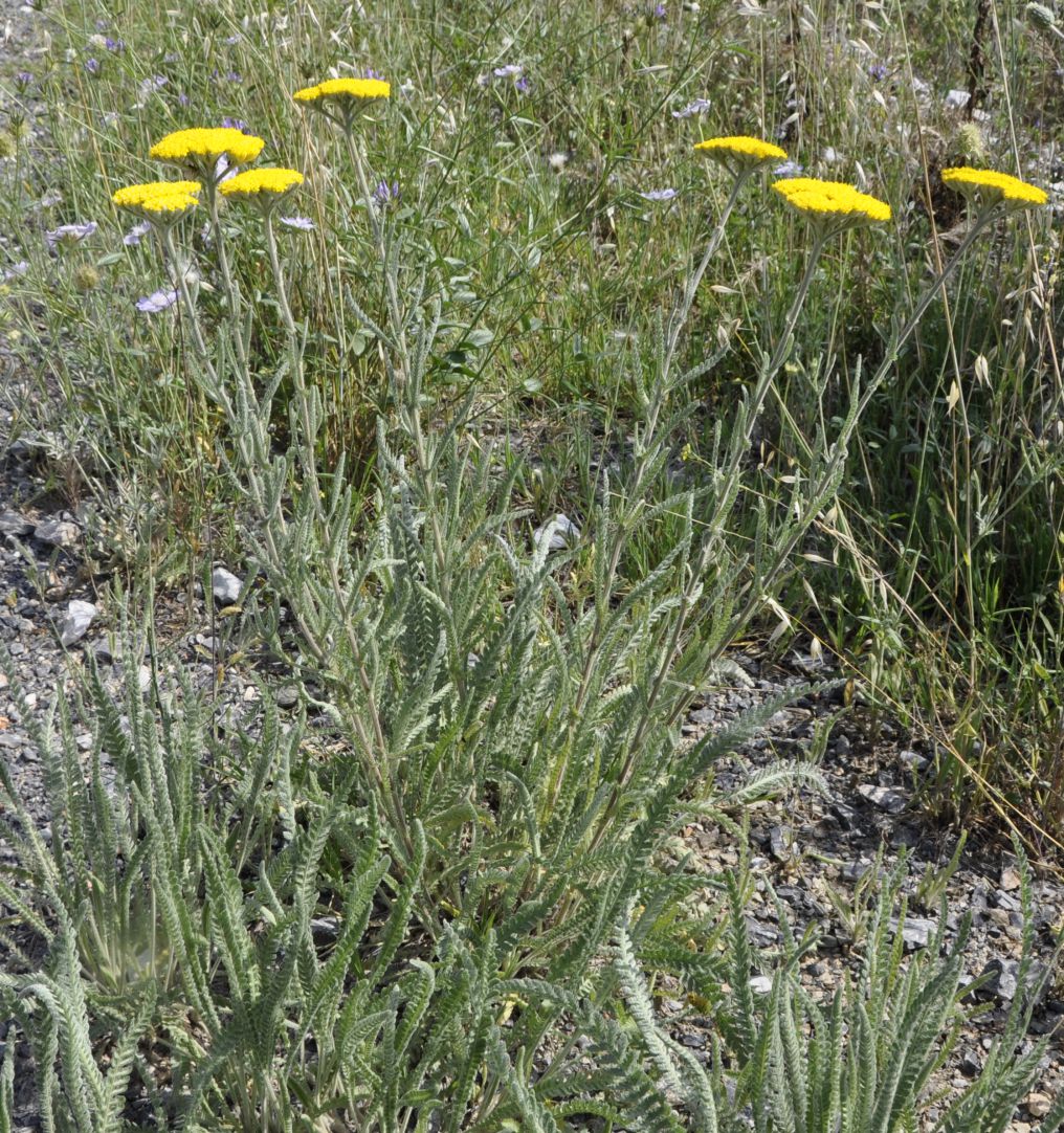 Image of Achillea coarctata specimen.