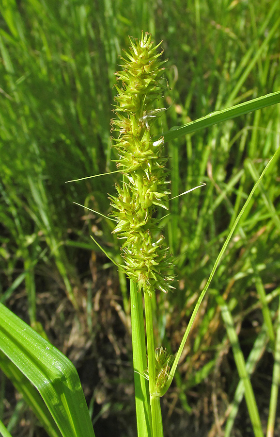 Image of Carex otrubae specimen.