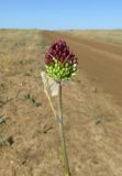 Allium regelianum. Распускающееся соцветие. Крым, Керченский п-ов, окр. мыса Чауда, опустыненная степь. 25 июня 2017 г.