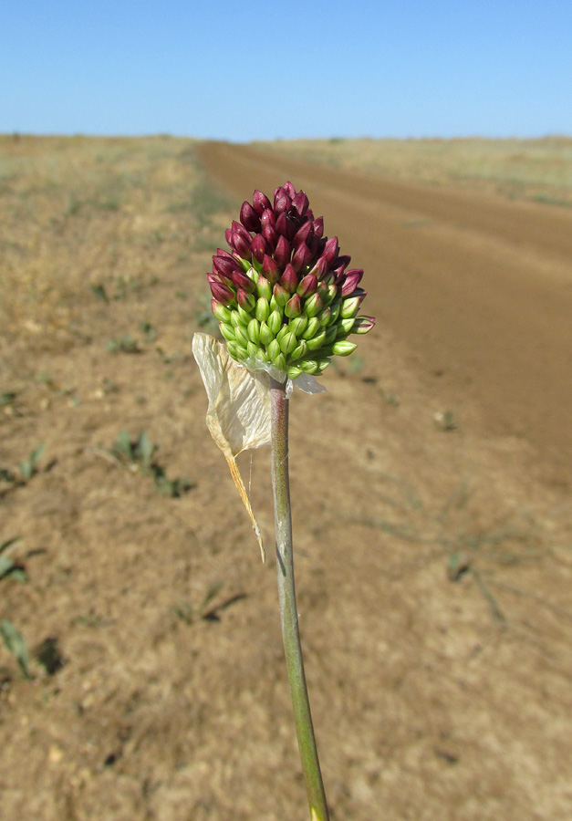 Изображение особи Allium regelianum.
