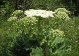 Heracleum stevenii