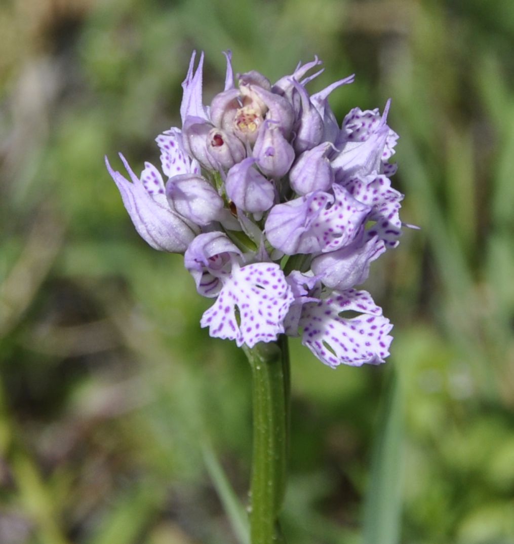 Изображение особи Neotinea tridentata.