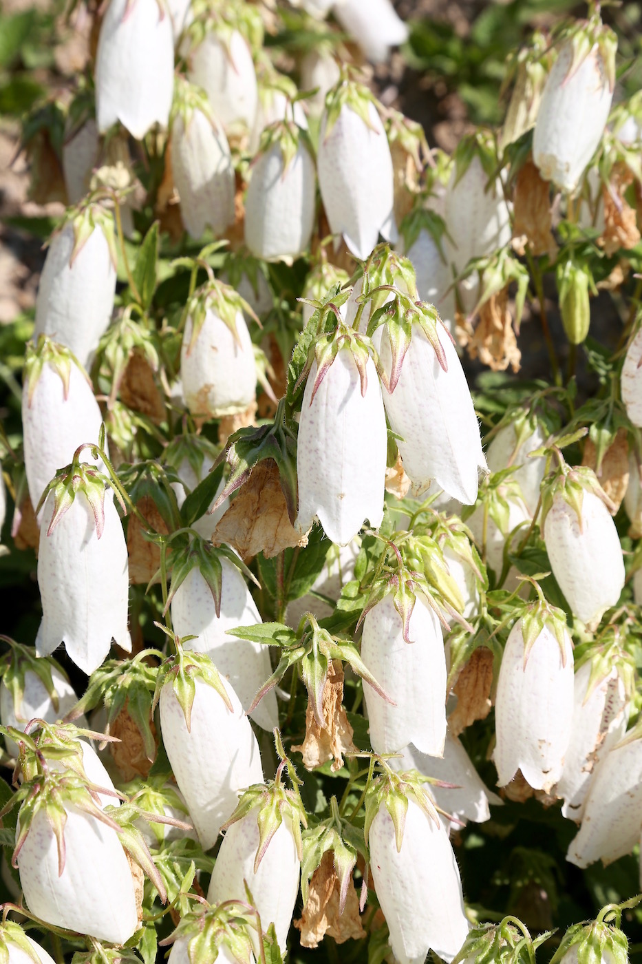 Image of Campanula punctata specimen.