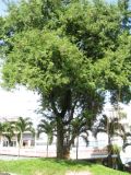 Tamarindus indica