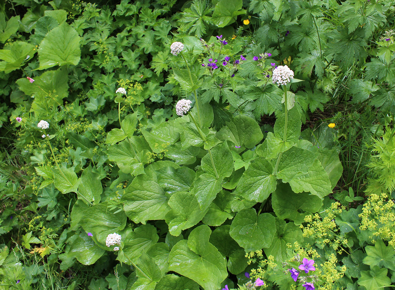 Изображение особи Valeriana alliariifolia.