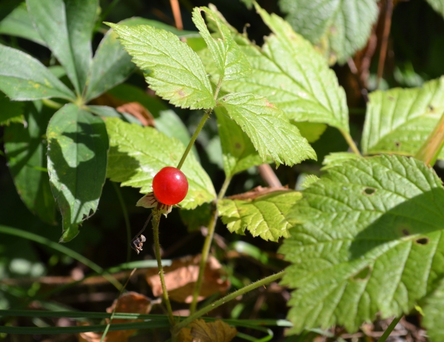 Image of Rubus saxatilis specimen.