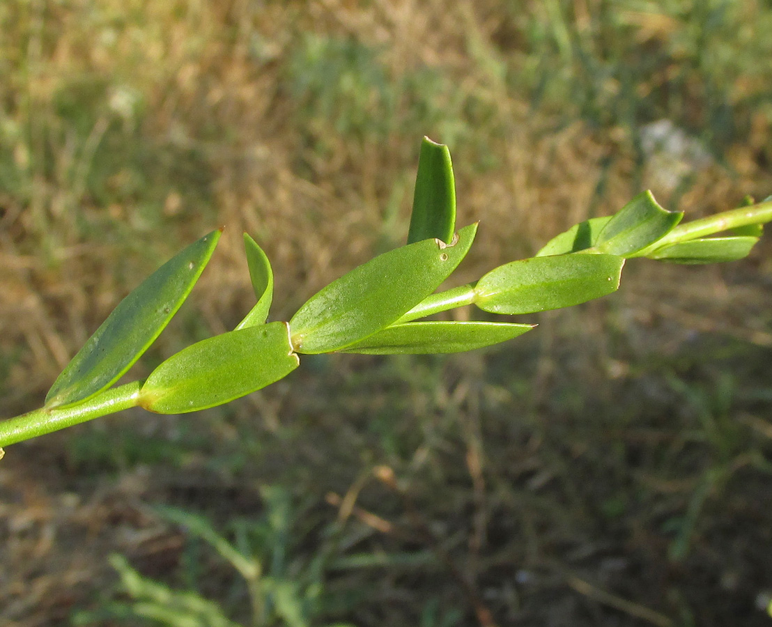 Изображение особи Linaria genistifolia.