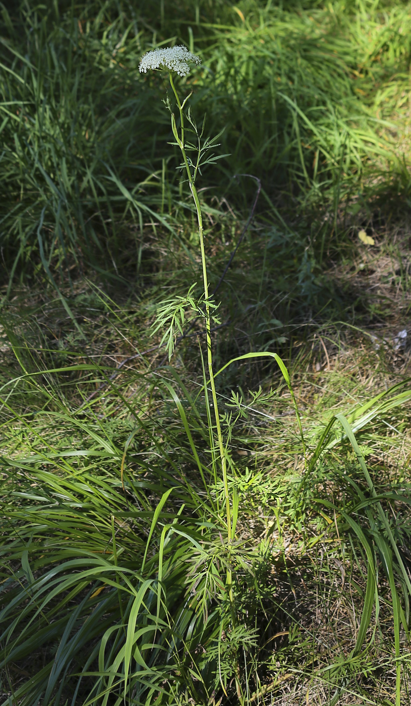 Image of Kadenia dubia specimen.