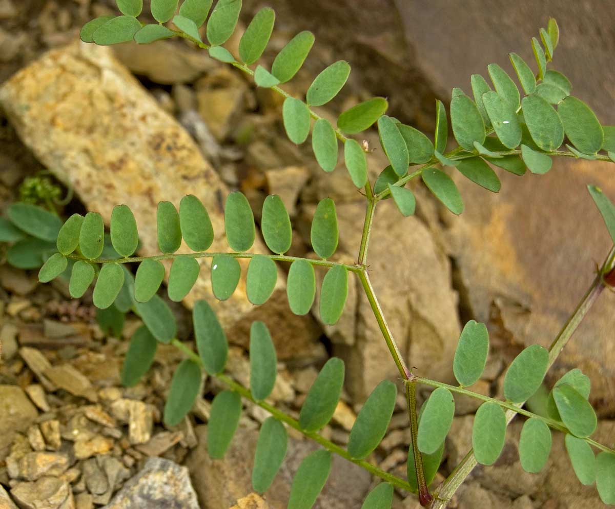 Image of Vicia sylvatica specimen.