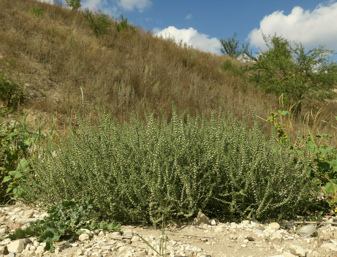 Изображение особи Salsola tragus.