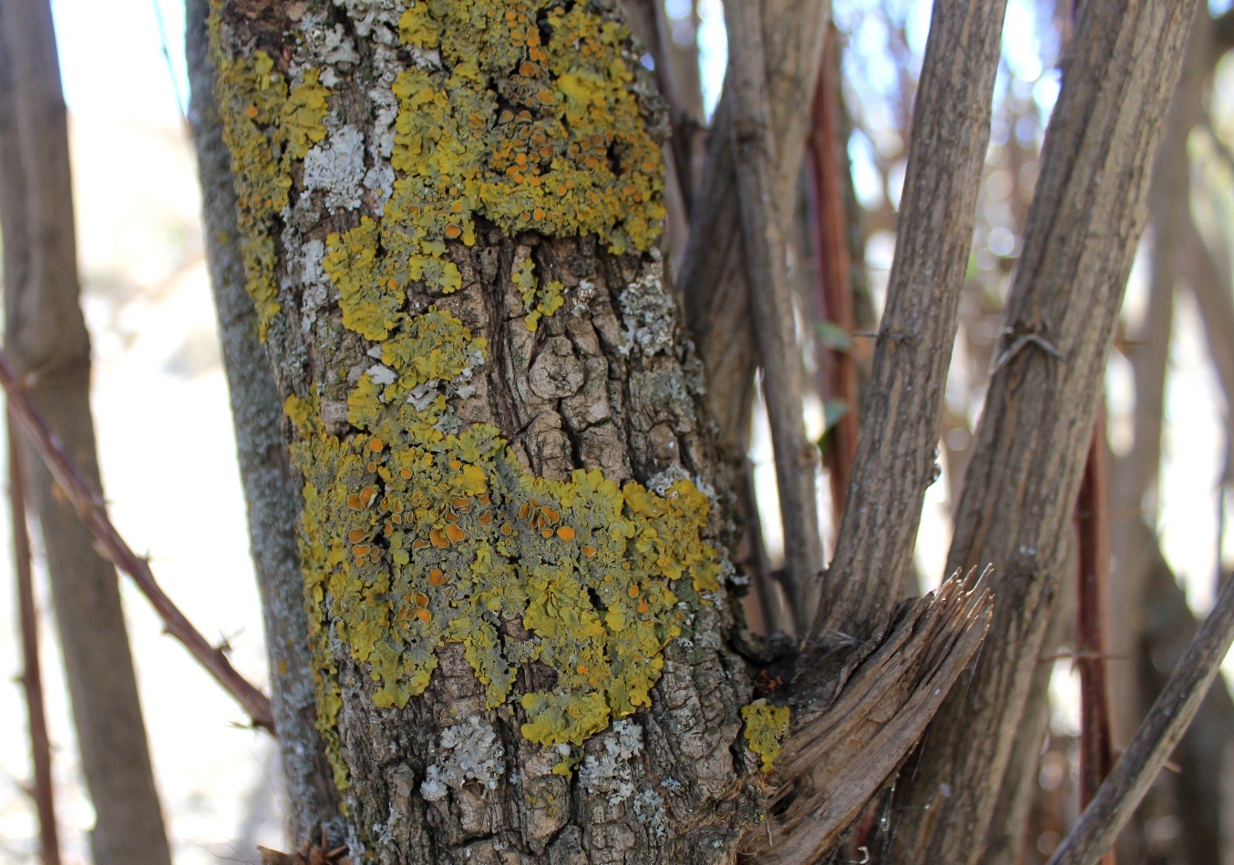 Изображение особи Xanthoria parietina.