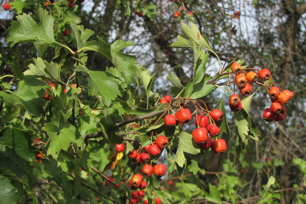 Изображение особи Crataegus stankovii.