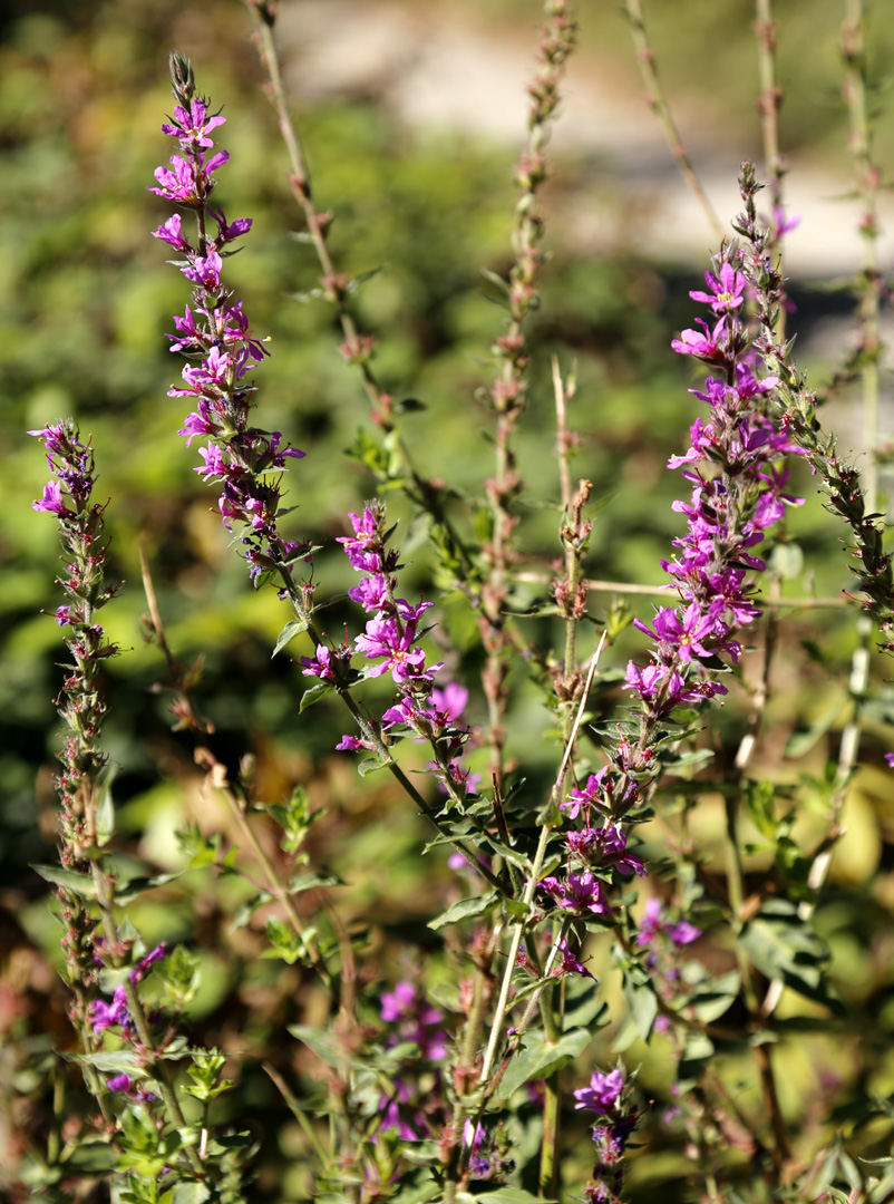 Image of Lythrum salicaria specimen.