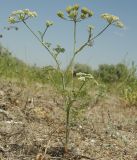 Astrodaucus littoralis