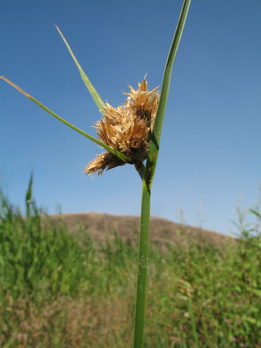 Изображение особи Bolboschoenus planiculmis.