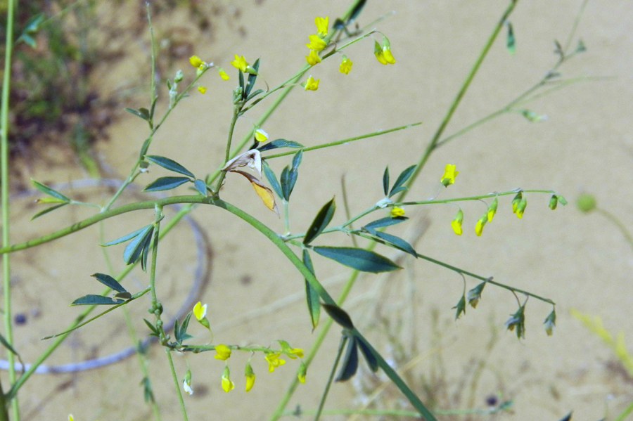 Изображение особи Melilotus polonicus.