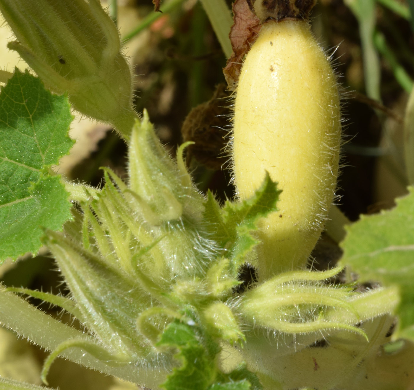 Изображение особи Cucurbita pepo.