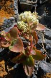 Hylotelephium caucasicum