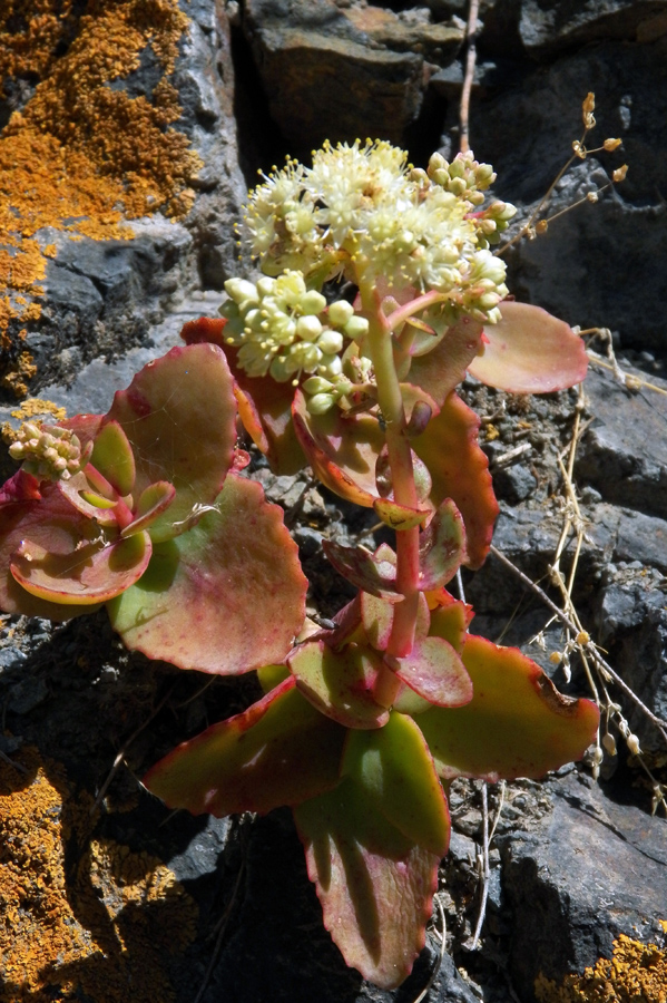 Image of Hylotelephium caucasicum specimen.