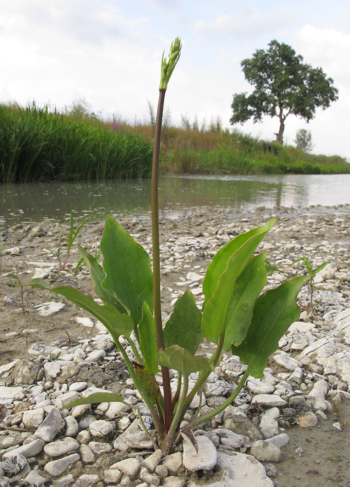 Image of Alisma plantago-aquatica specimen.