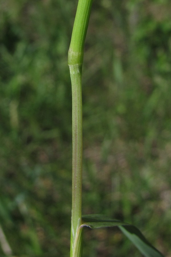 Image of Alopecurus myosuroides specimen.