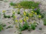 Inula britannica