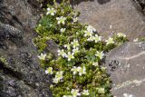 Minuartia imbricata