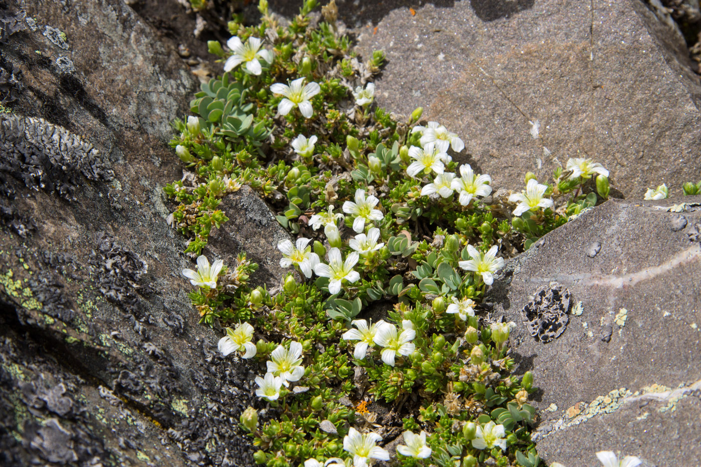 Image of Minuartia imbricata specimen.