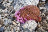 Douglasia ochotensis