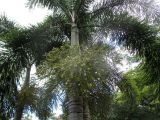 Wodyetia bifurcata. Верхние части цветущих растений. Австралия, г. Брисбен, ботанический сад. 06.03.2016.