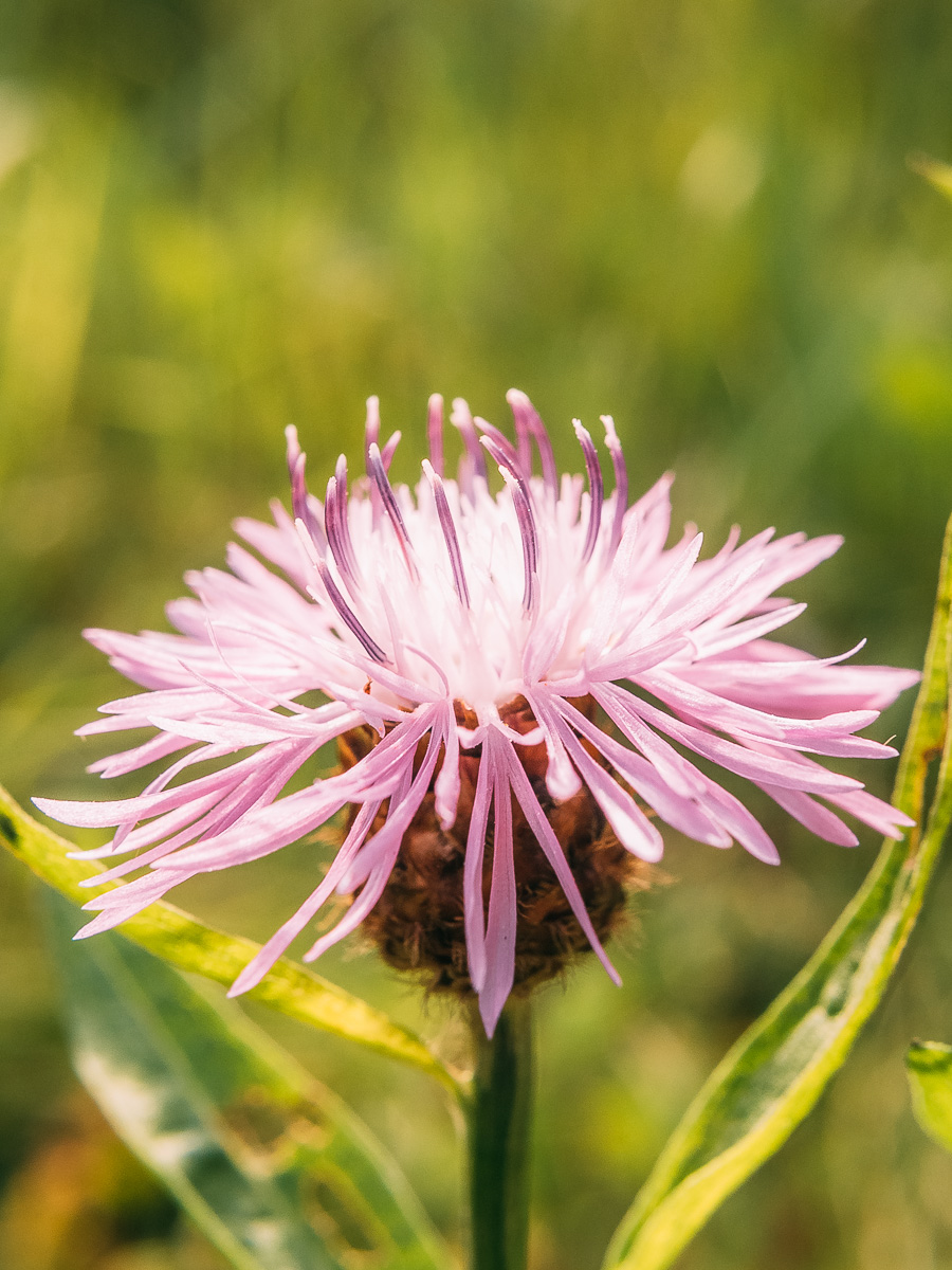 Image of genus Centaurea specimen.