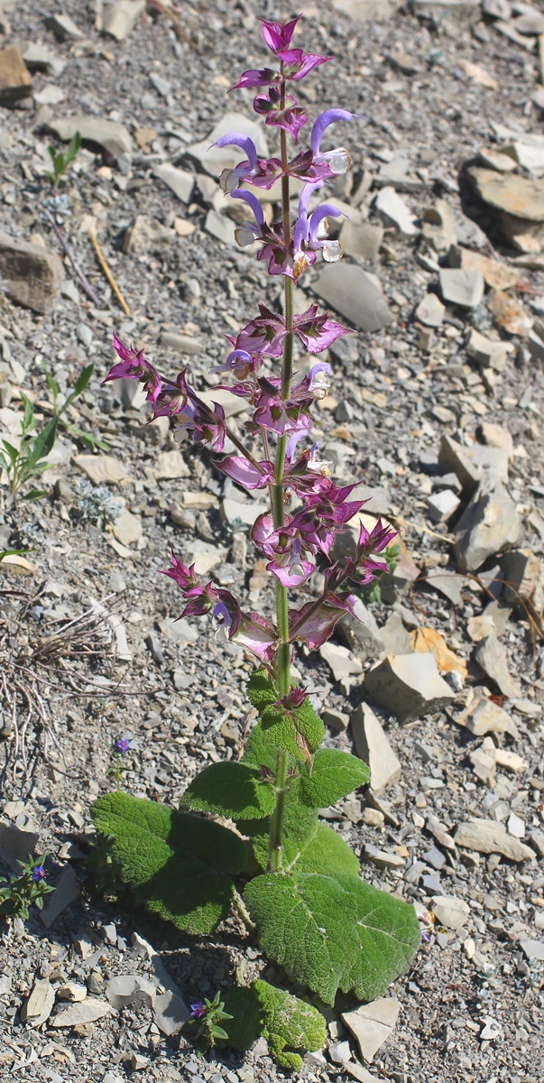 Image of Salvia sclarea specimen.