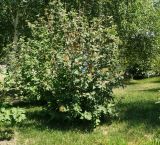 Viburnum lantana