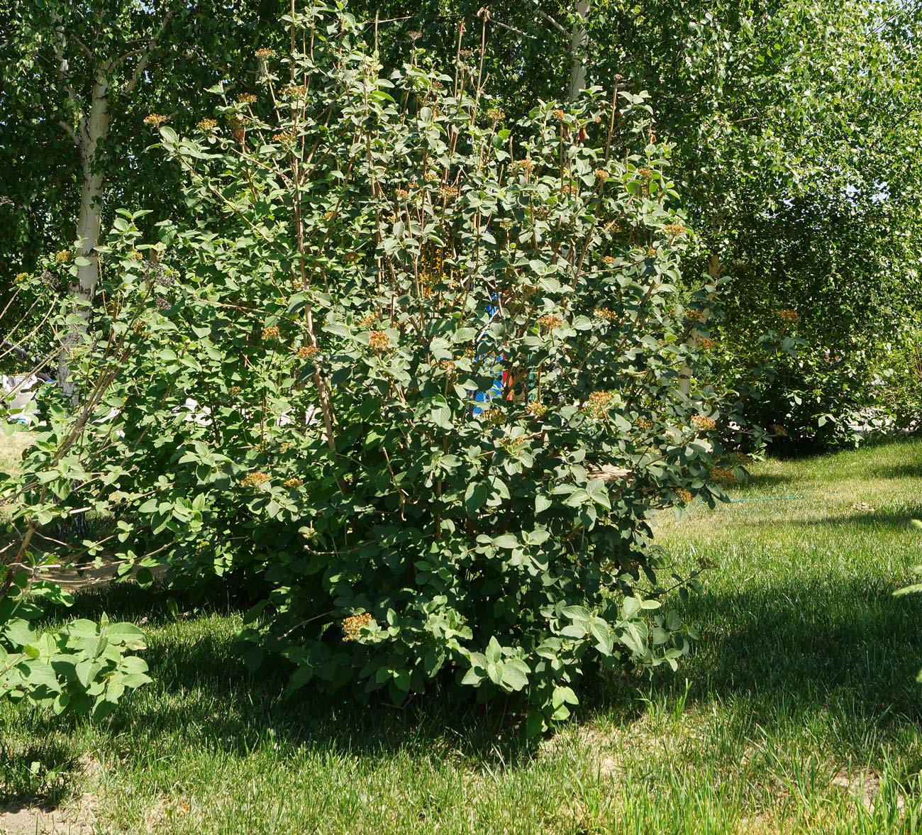 Image of Viburnum lantana specimen.