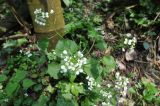 familia Brassicaceae. Верхушка цветущего растения. Китай, провинция Хунань, городской округ Чжанцзяцзе, национальный парк Чжанцзяцзе, долина ручья Золотой Кнут. 31.03.2015.