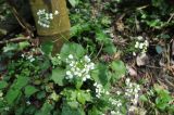 семейство Brassicaceae. Верхушка цветущего растения. Китай, провинция Хунань, городской округ Чжанцзяцзе, национальный парк Чжанцзяцзе, долина ручья Золотой Кнут. 31.03.2015.