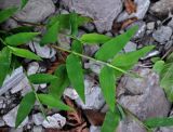 Oplismenus undulatifolius
