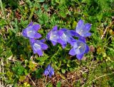 Campanula biebersteiniana