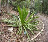 Doryanthes excelsa