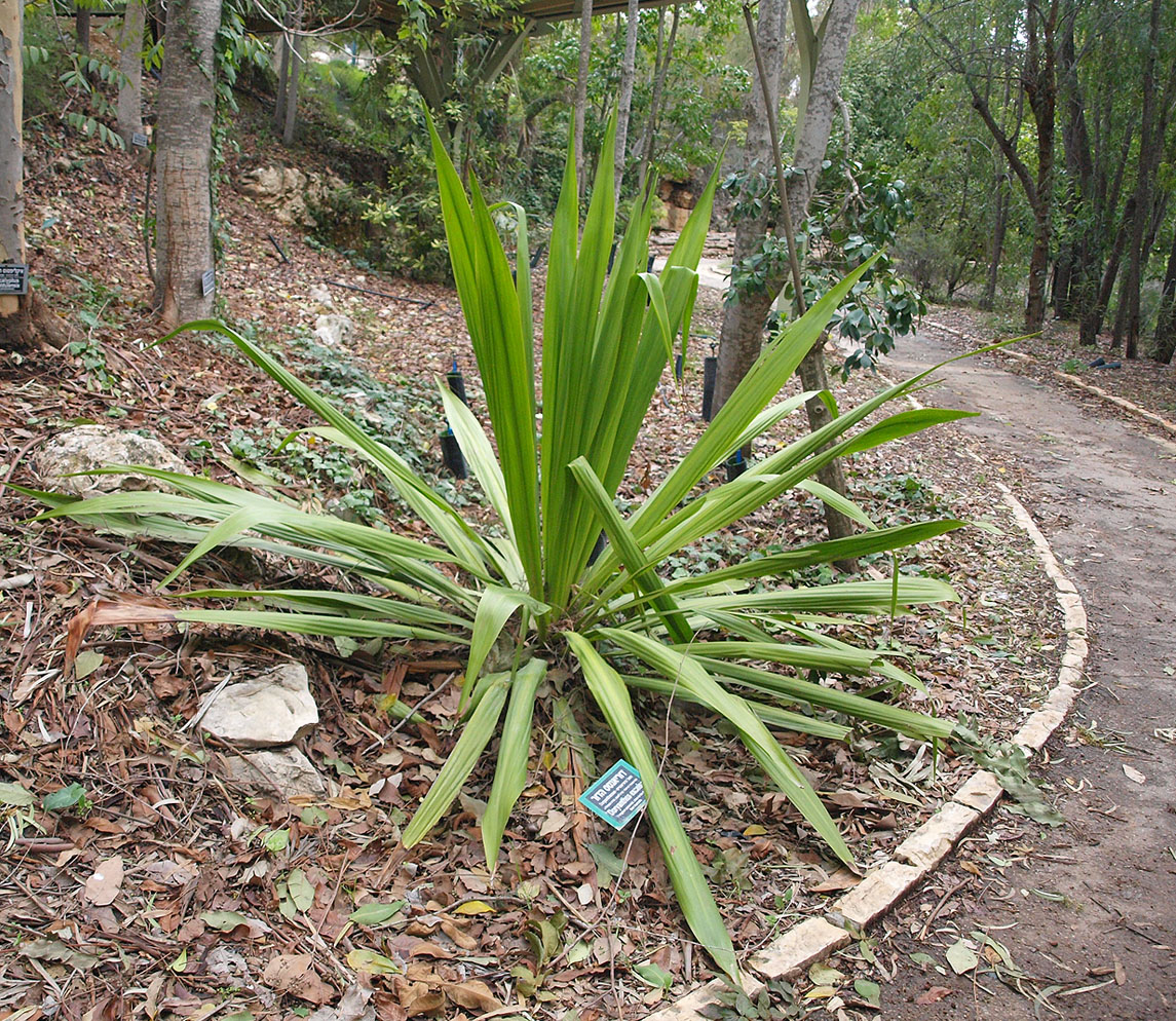 Изображение особи Doryanthes excelsa.