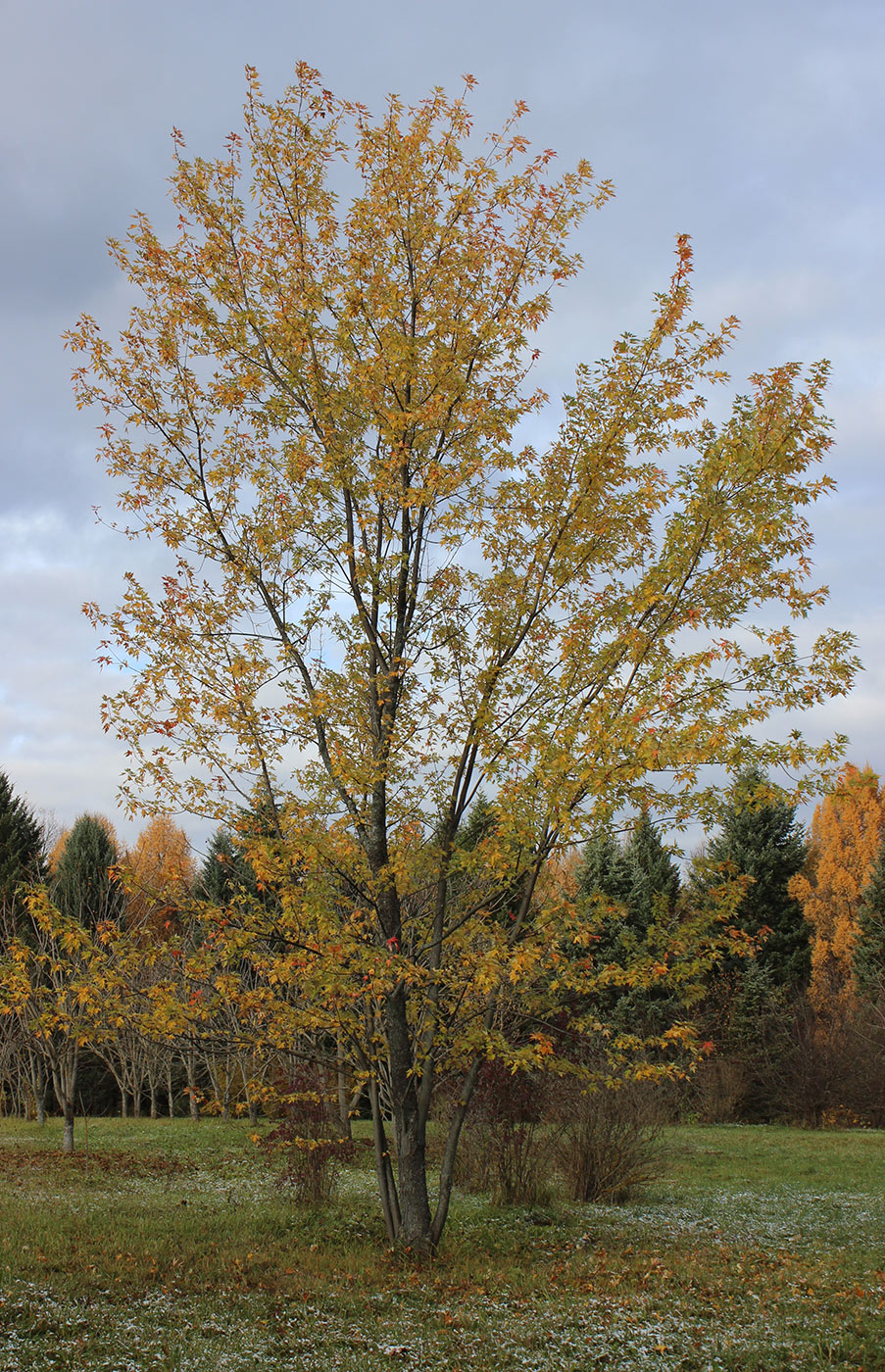 Image of Acer saccharinum specimen.