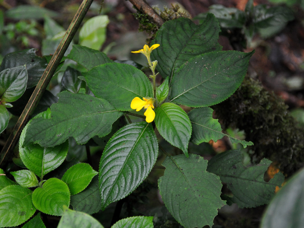 Image of Impatiens oncidioides specimen.