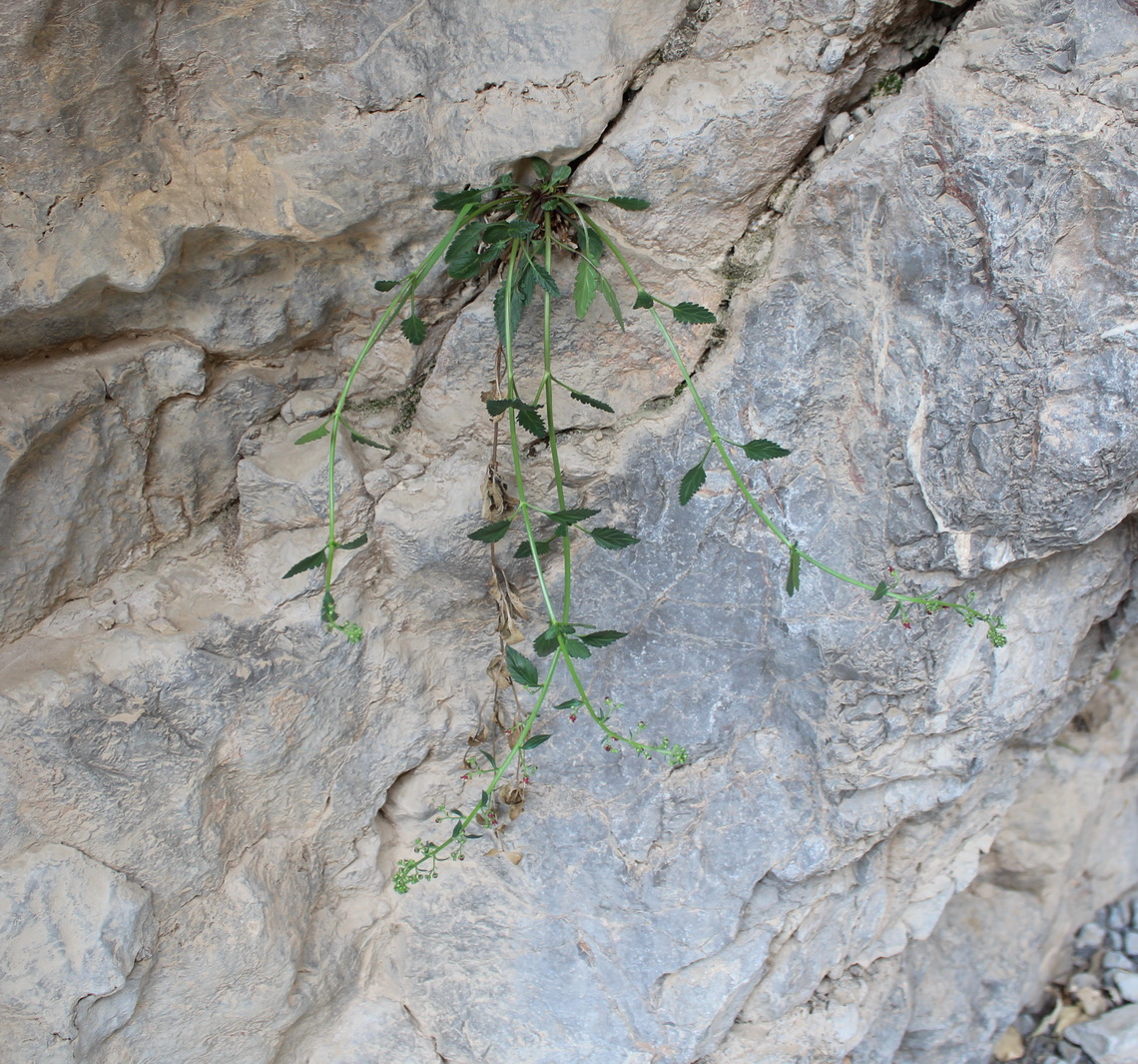 Изображение особи Scrophularia frigida.