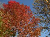 Sorbus sibirica