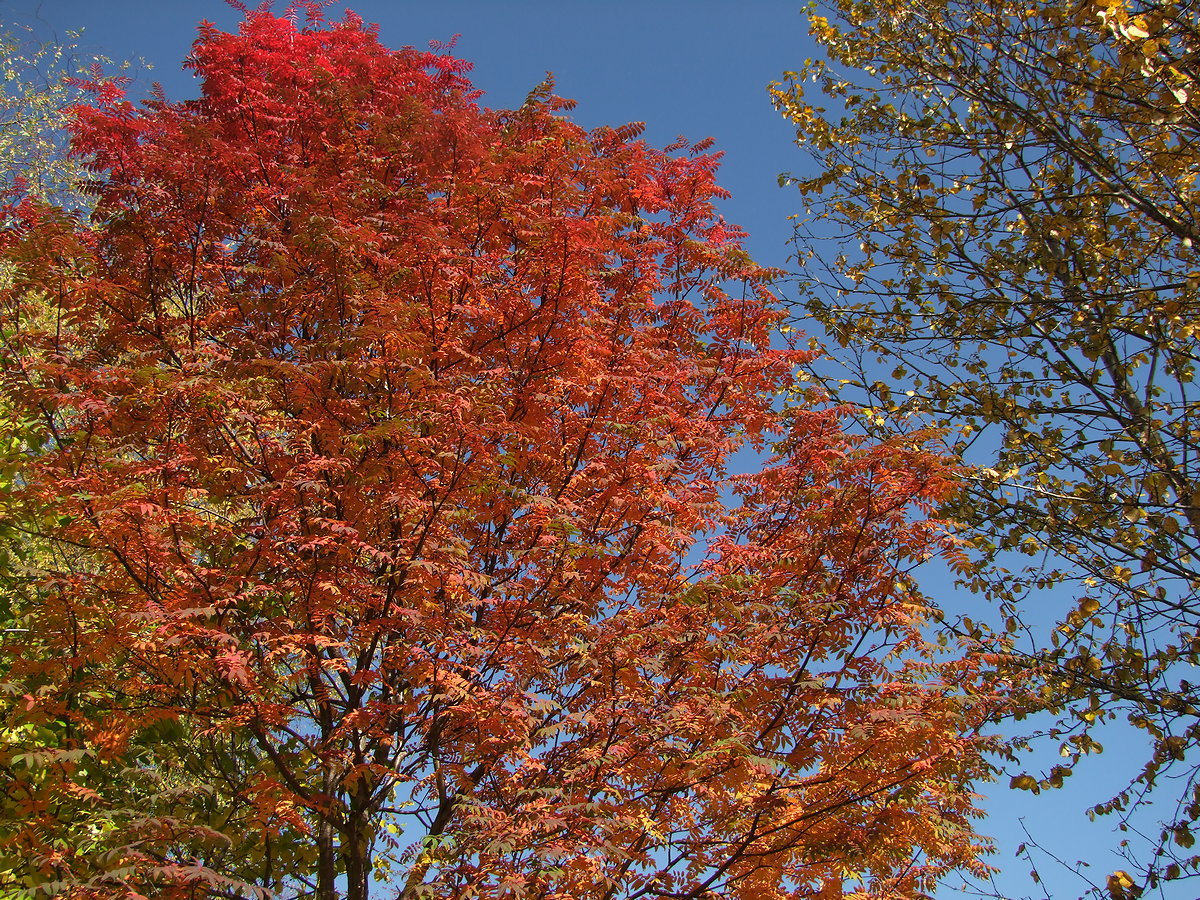 Изображение особи Sorbus sibirica.