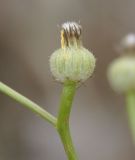 Crepis dioscoridis