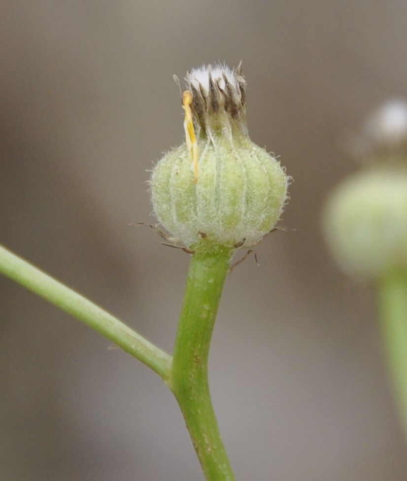 Изображение особи Crepis dioscoridis.