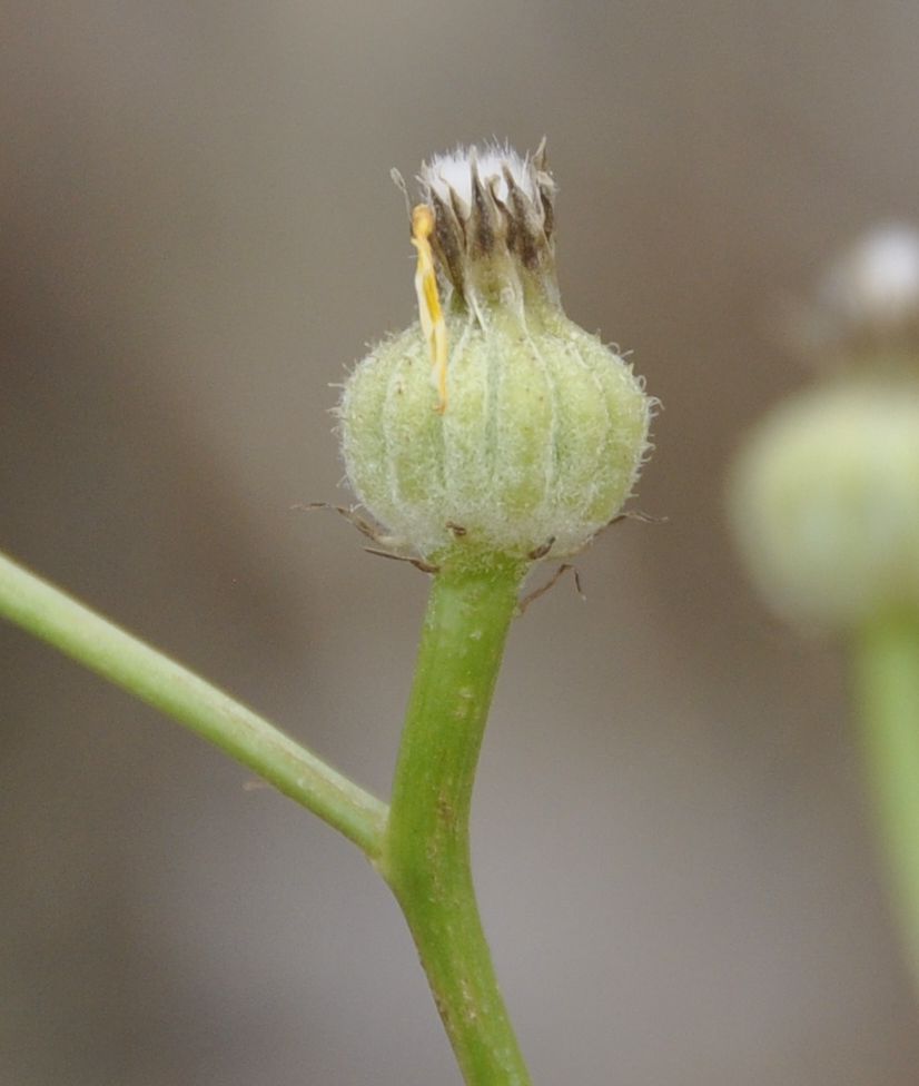 Image of Crepis dioscoridis specimen.