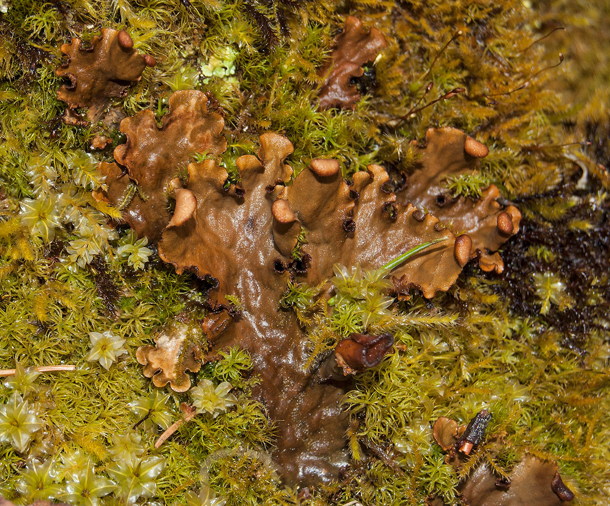 Image of genus Peltigera specimen.