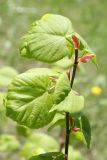 Tilia cordata